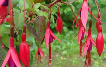Fuchsia magellanica – Hummingbird Fuchsia Fuchsia magellanica – Hummingbird Fuchsia