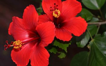 Hibiscus rosa-sinensis – China Rose Hibiscus rosa-sinensis - Rose Mallow