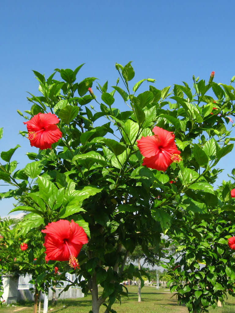 Hibiscus rosa-sinensis - China Rose | World of Flowering Plants