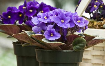 Saintpaulia ionantha – African Violet Saintpaulia ionantha - African Violet
