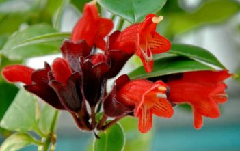 Aeschynanthus radicans – Lipstick Plant Aeschynanthus radicans