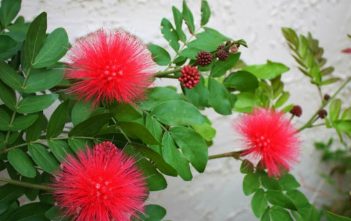 Calliandra haematocephala – Red Powder Puff Calliandra haematocephala (Red Powder Puff)