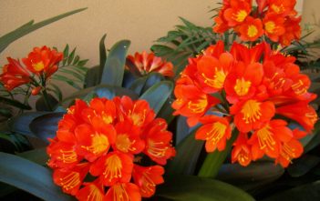 Clivia miniata – Kaffir Lily, Orange Clivia Clivia miniata