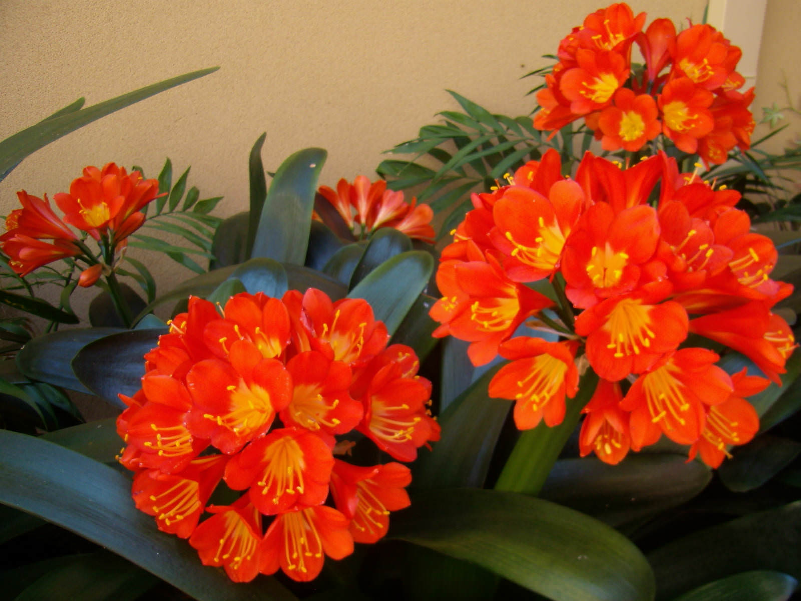 Clivia Miniata Kaffir Lily Orange Clivia World Of Flowering Plants