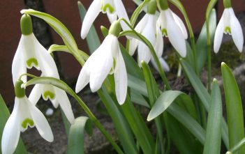 Galanthus nivalis – Common Snowdrop Galanthus nivalis