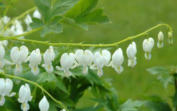 Lamprocapnos spectabilis ‘Alba’ – White Bleeding Heart Lamprocapnos spectabilis 'Alba'