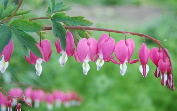 Lamprocapnos spectabilis – Bleeding Heart