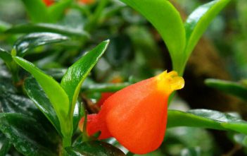 Nematanthus wettsteinii – Goldfish Plant Nematanthus wettsteinii