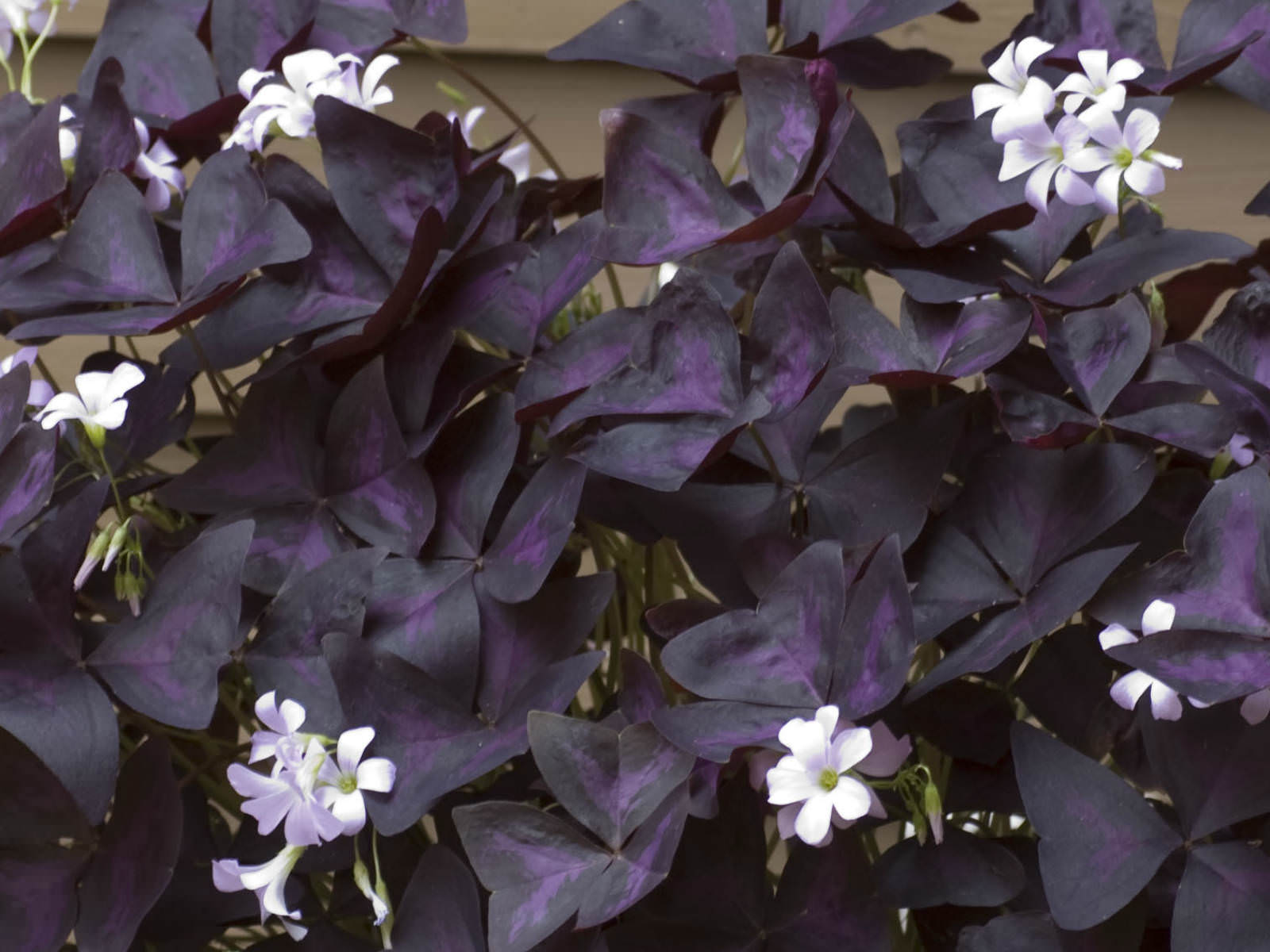 Oxalis triangularis - False Shamrock, Love Plant, Purple Passion