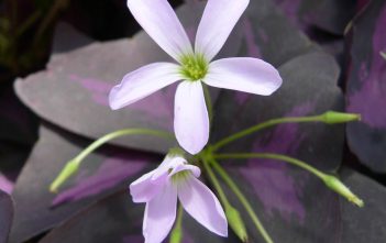 Oxalis triangularis – False Shamrock Oxalis triangularis