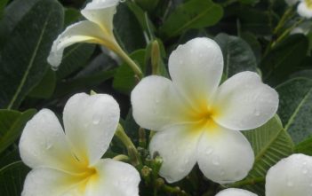 Plumeria obtusa – Singapore Graveyard Flower Plumeria obtusa - Singapore Graveyard Flower