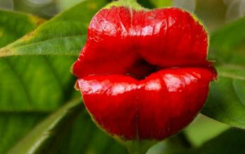 Psychotria elata – Hot Lips Psychotria elata