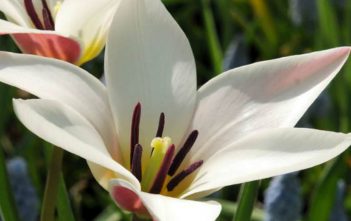 Tulipa clusiana – Lady Tulip Tulipa clusiana (Lady Tulip)