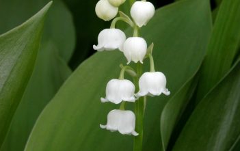 Convallaria majalis – Lily of the Valley Convallaria majalis (Lily of the Valley)