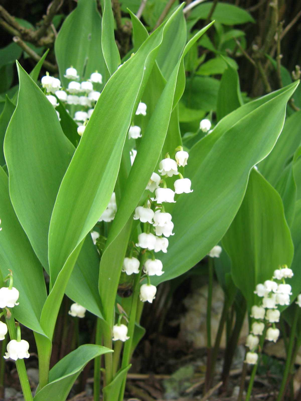 Convallaria majalis Lily of the Valley World of Flowering Plants