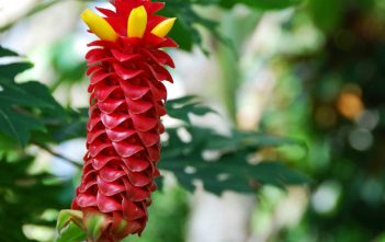 Costus barbatus – Spiral Ginger Costus barbatus (Spiral Ginger)