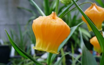 Sandersonia aurantiaca – Christmas Bells Sandersonia aurantiaca (Chinese Lantern Lily)