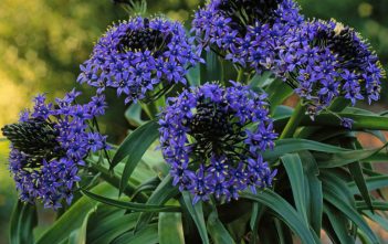 Scilla peruviana – Peruvian Lily Scilla peruviana - Peruvian Lily