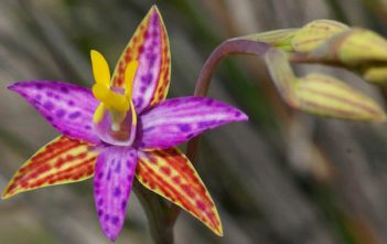 Thelymitra pulcherrima – Northern Queen of Sheba Thelymitra pulcherrima (Northern Queen of Sheba)