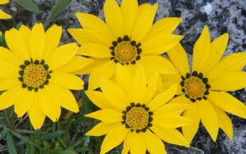 Gazania linearis – Treasure Flower Gazania linearis (Treasure Flower)