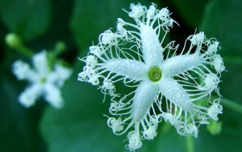 Trichosanthes cucumerina – Snake Gourd Trichosanthes cucumerina (Snake Gourd)