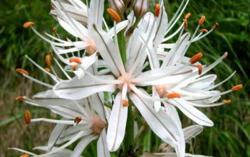Asphodelus albus – White Asphodel Asphodelus albus