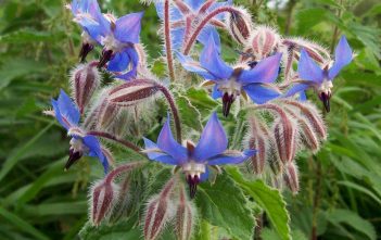 Borago officinalis – Borage Borago officinalis (Borage)