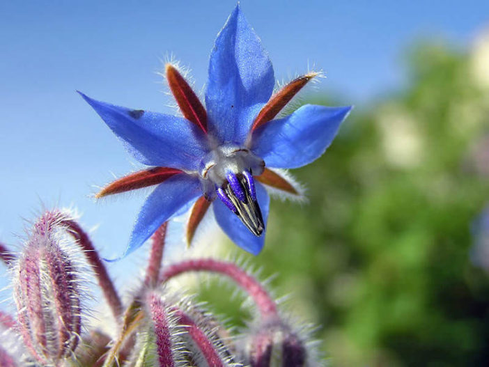 Borago Officinalis Borage World Of Flowering Plants