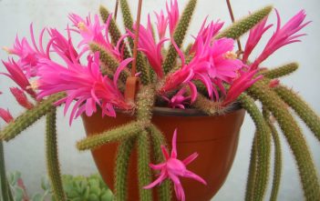 Disocactus flagelliformis – Rat Tail Cactus Disocactus flagelliformis (Rat Tail Cactus)