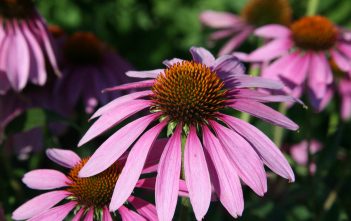 Echinacea purpurea – Eastern Purple Coneflower Echinacea purpurea (Eastern Purple Coneflower)