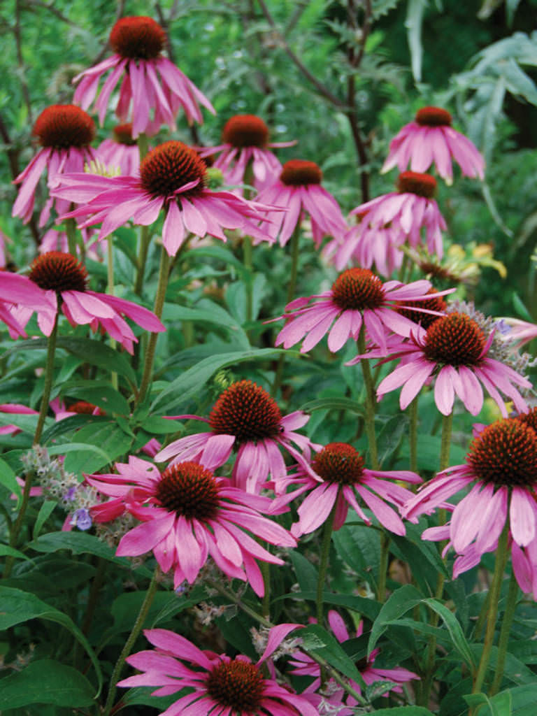 Echinacea purpurea Eastern Purple Coneflower World of Flowering Plants
