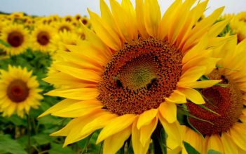 Helianthus annuus – Sunflower Helianthus annuus (Sunflower)