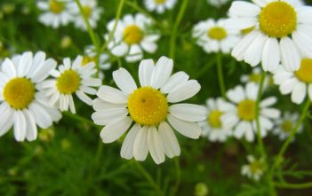 Matricaria chamomilla – German Chamomile Matricaria chamomilla (Chamomile)