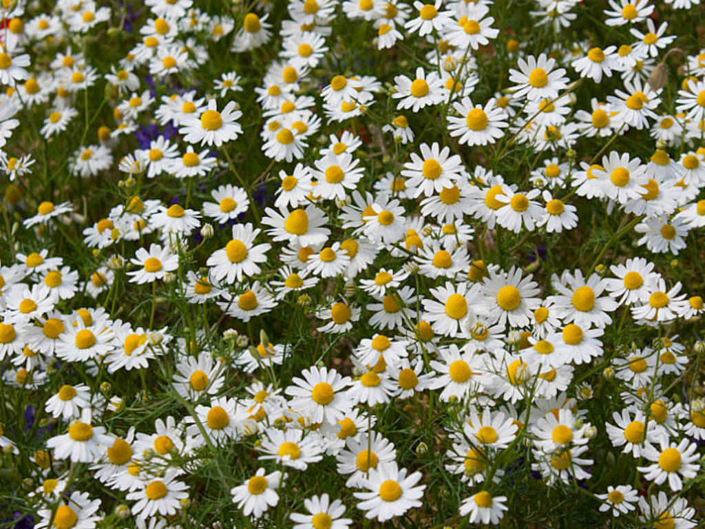 Chamomile Matricaria Chamomilla L An Overview At John Pavon Blog
