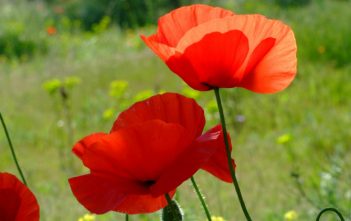 Papaver rhoeas – Corn Poppy, Field Poppy Papaver rhoeas (Corn Poppy)