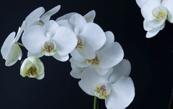 Phalaenopsis amabilis – Moth Orchid Phalaenopsis amabilis (Moon Orchid)