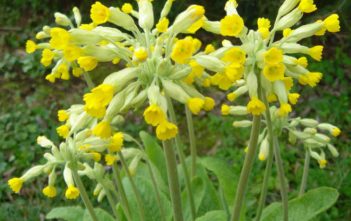 Primula veris – Common Cowslip Primula veris (Common Cowslip)
