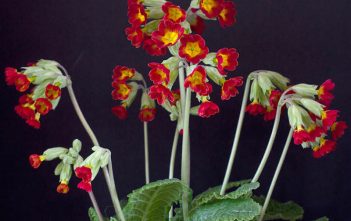 Primula veris ‘Sunset Shades’ – Cowslip Primrose Primula veris 'Sunset Shades'