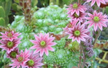 Sempervivum arachnoideum – Cobweb Houseleek Sempervivum arachnoideum - Spider Web Hens and Chicks