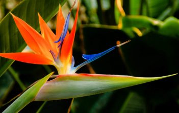 Strelitzia reginae – Bird of Paradise Flower Strelitzia reginae (Bird of Paradise)