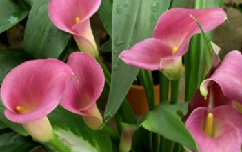 Zantedeschia rehmannii – Pink Calla Lily Zantedeschia rehmannii (Pink Calla Lily)