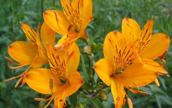 Alstroemeria aurea – Golden Lily of the Incas Alstroemeria aurea (Golden Lily of the Incas)