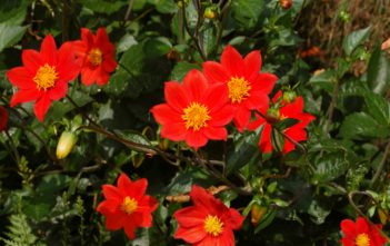Dahlia coccinea – Red Dahlia Dahlia coccinea - Red Dahlia