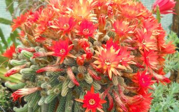 Echinopsis chamaecereus – Peanut Cactus Echinopsis chamaecereus - Peanut Cactus