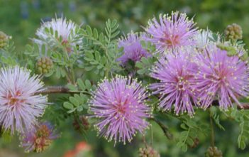 Mimosa borealis – Fragrant Mimosa Mimosa borealis - Fragrant Mimosa
