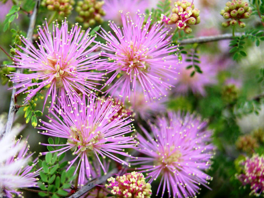 Mimosa borealis Fragrant Mimosa, Pink Mimosa World of Flowering Plants