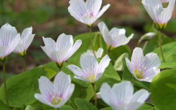 Oxalis acetosella – Common Wood Sorrel Oxalis acetosella - Common Wood Sorrel