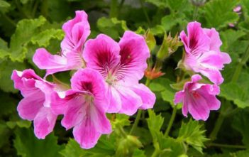 Pelargonium cucullatum – Wilde Malva Pelargonium cucullatum - Hooded-Leaf Pelargonium