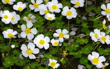 Ranunculus peltatus – Pond Water Crowfoot Ranunculus peltatus - Pond Water-Crowfoot