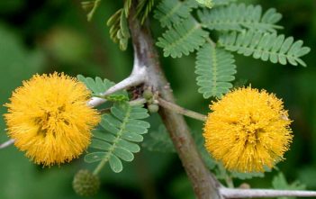 Vachellia farnesiana – Mimosa Bush Vachellia farnesiana - Needle Bush